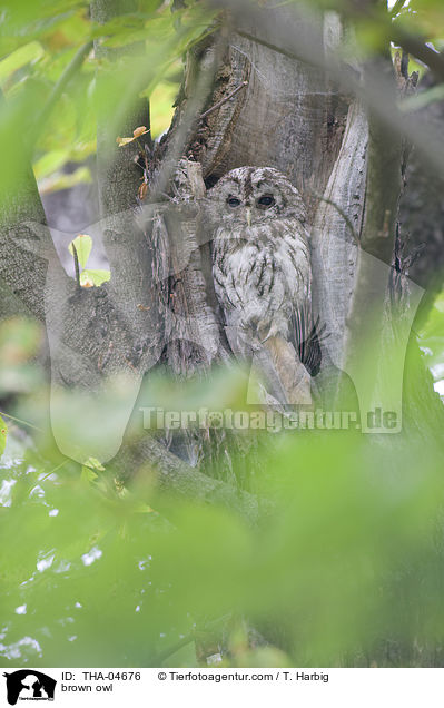 Waldkauz / brown owl / THA-04676