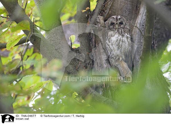 Waldkauz / brown owl / THA-04677