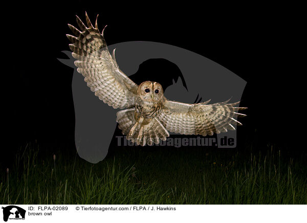 brown owl / FLPA-02089