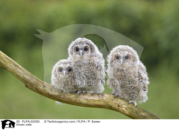 Waldkuze / brown owls / FLPA-02090