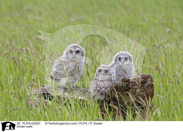 brown owls / FLPA-02091