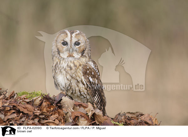 Waldkauz / brown owl / FLPA-02093