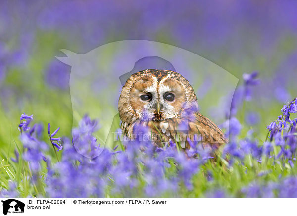 Waldkauz / brown owl / FLPA-02094