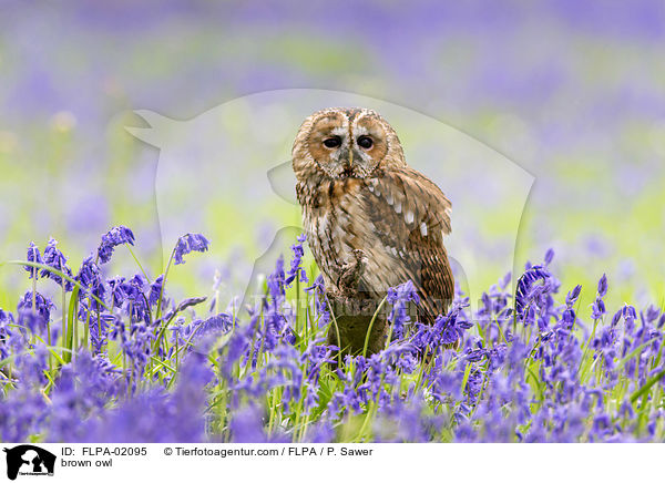 brown owl / FLPA-02095