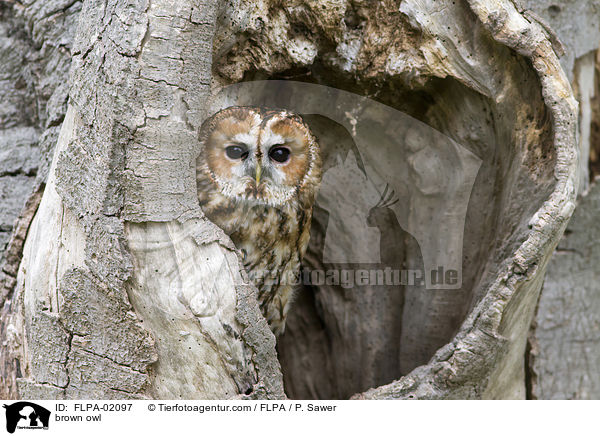 Waldkauz / brown owl / FLPA-02097