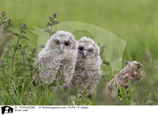 Waldkuze / brown owls / FLPA-02098