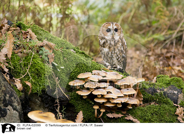 Waldkauz / brown owl / FLPA-02099