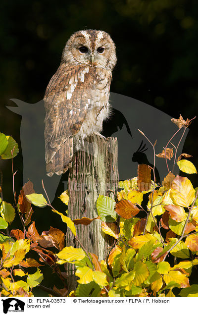 brown owl / FLPA-03573