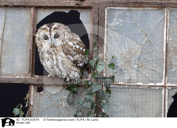 Waldkauz / brown owl / FLPA-03574