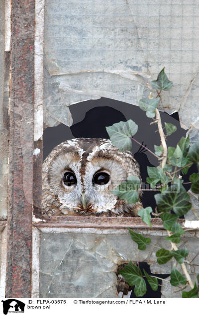 brown owl / FLPA-03575