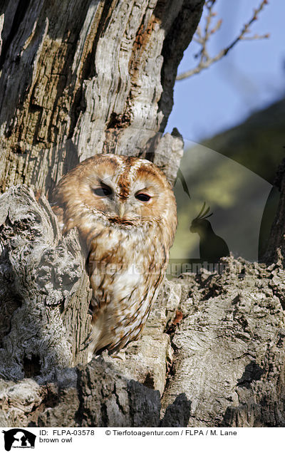brown owl / FLPA-03578
