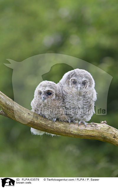 brown owls / FLPA-03579