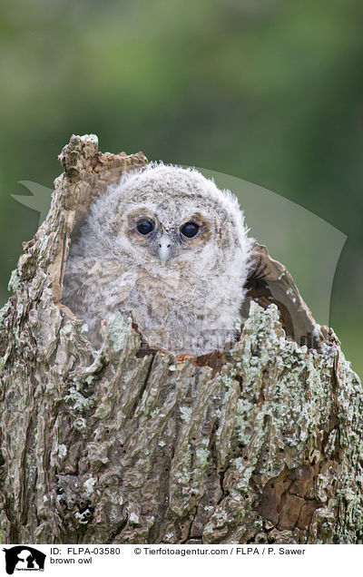 Waldkauz / brown owl / FLPA-03580