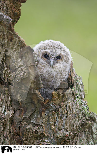 brown owl / FLPA-03581