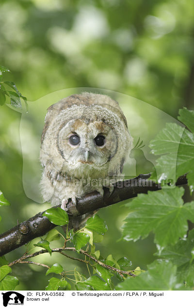brown owl / FLPA-03582