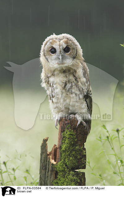 brown owl / FLPA-03584