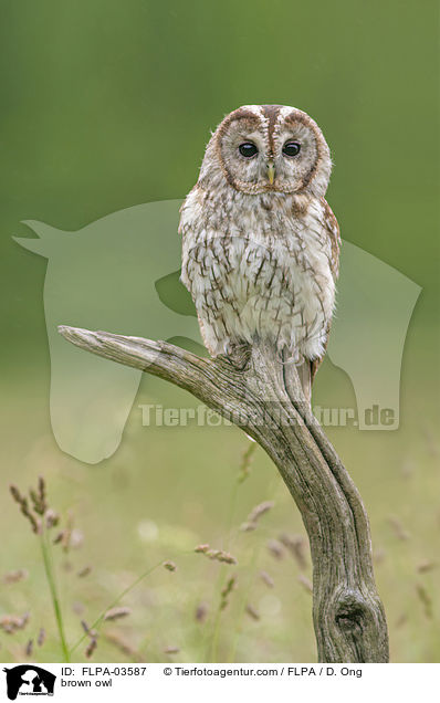 brown owl / FLPA-03587