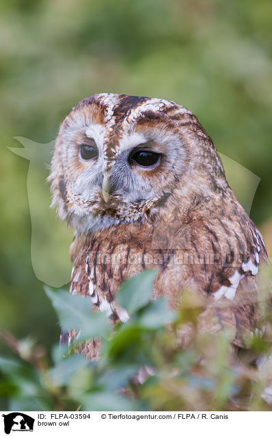 brown owl / FLPA-03594
