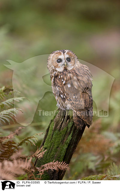 brown owl / FLPA-03595