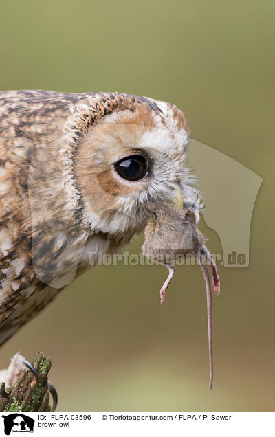 brown owl / FLPA-03596