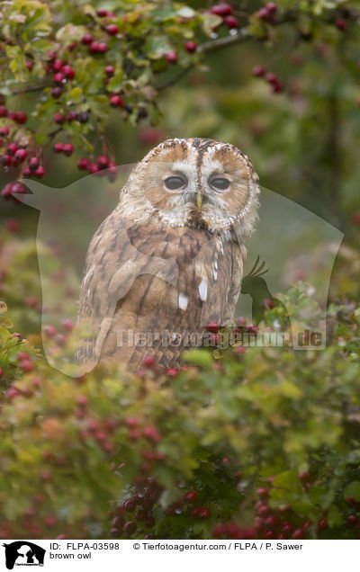 brown owl / FLPA-03598