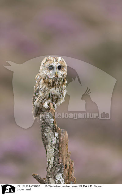 brown owl / FLPA-03601