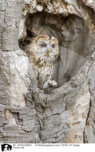 brown owl / FLPA-03603