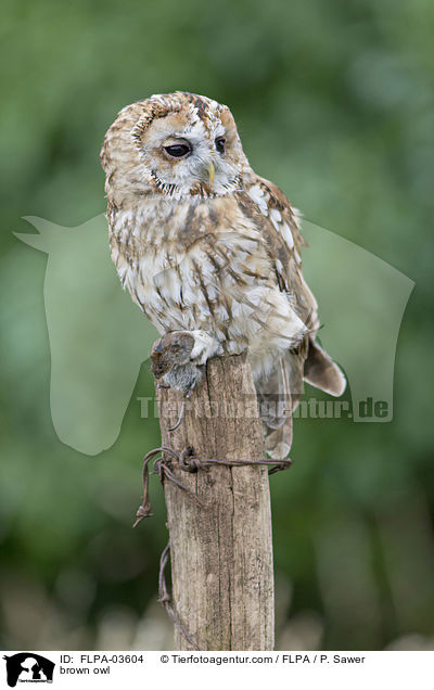 Waldkauz / brown owl / FLPA-03604