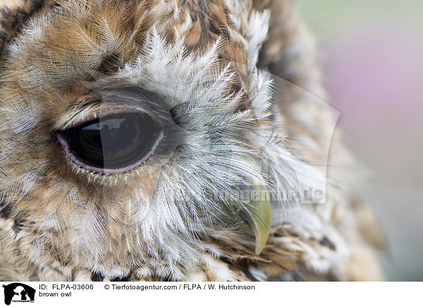 Waldkauz / brown owl / FLPA-03606