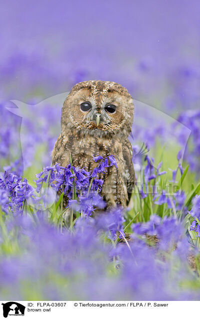 brown owl / FLPA-03607