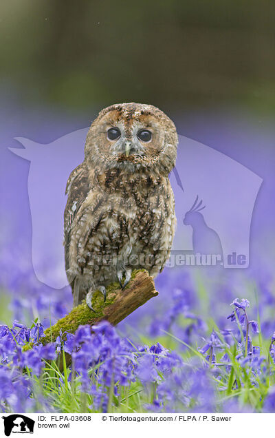 brown owl / FLPA-03608