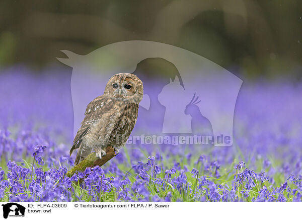 brown owl / FLPA-03609
