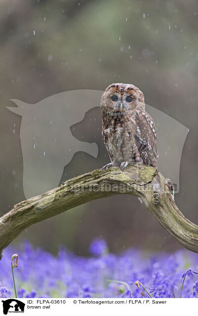 brown owl / FLPA-03610