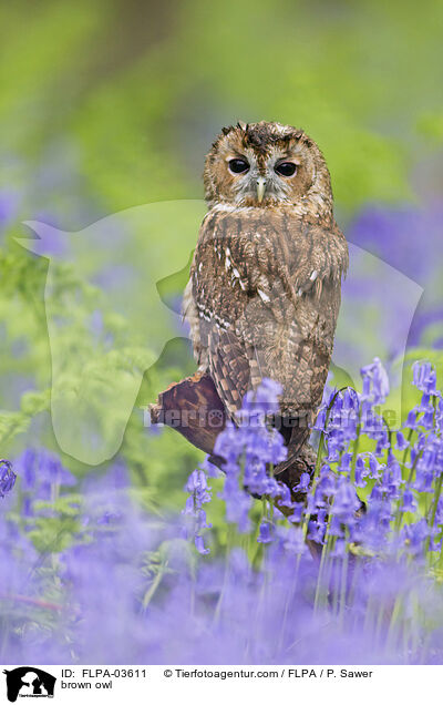 brown owl / FLPA-03611