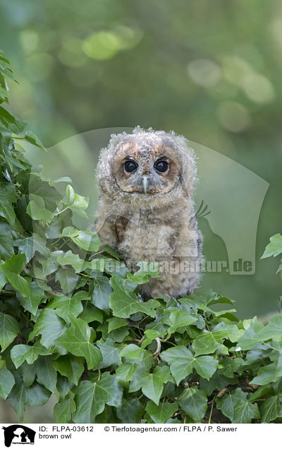 brown owl / FLPA-03612