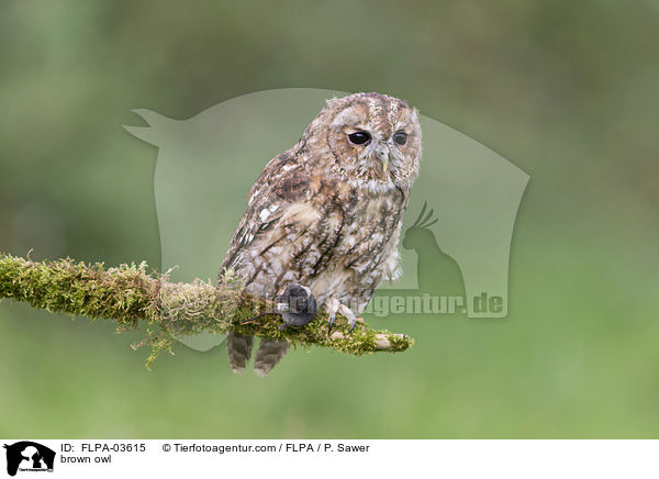 brown owl / FLPA-03615