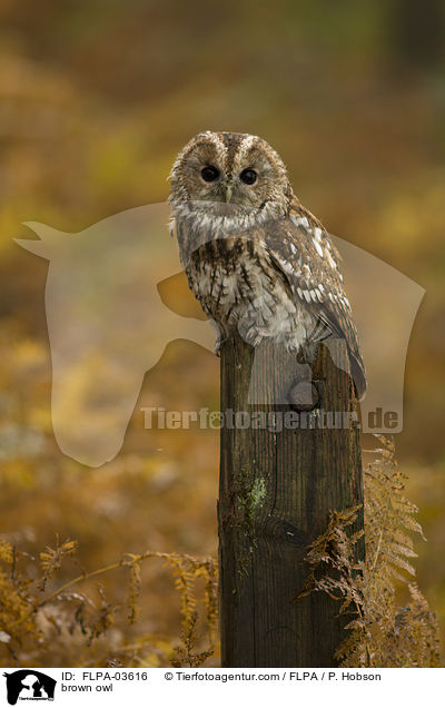 brown owl / FLPA-03616