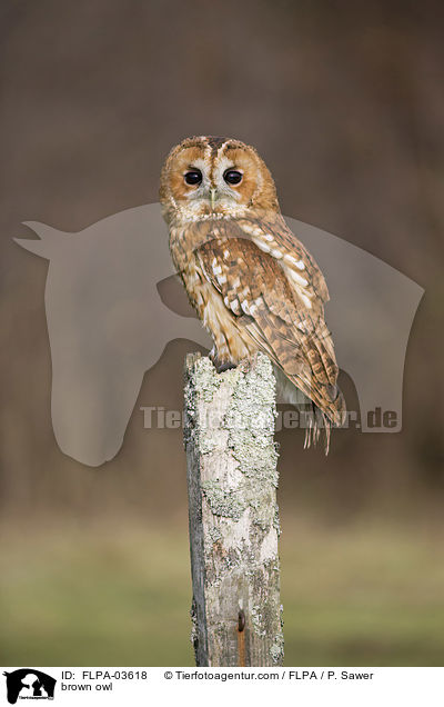 brown owl / FLPA-03618