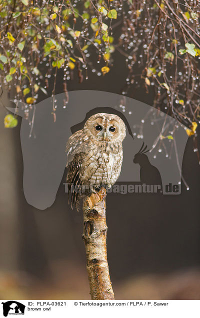 brown owl / FLPA-03621