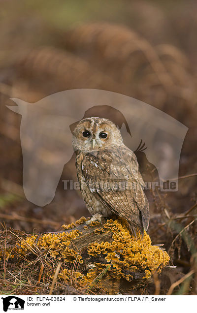 Waldkauz / brown owl / FLPA-03624