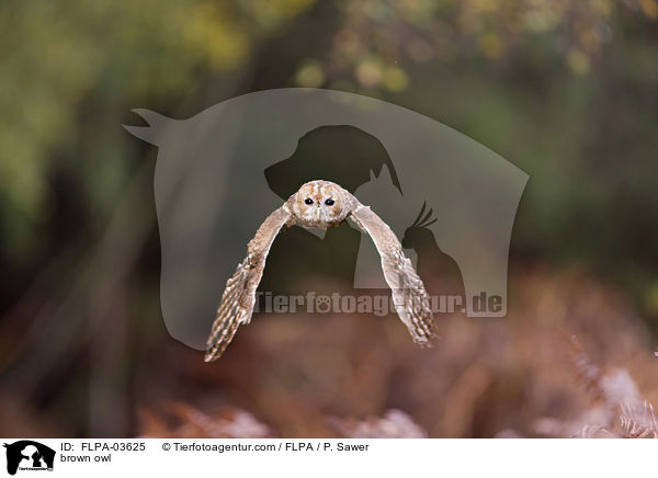 Waldkauz / brown owl / FLPA-03625
