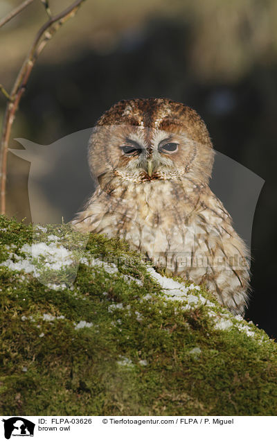 brown owl / FLPA-03626