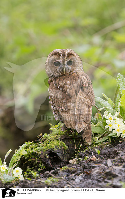 Waldkauz / brown owl / FLPA-03629