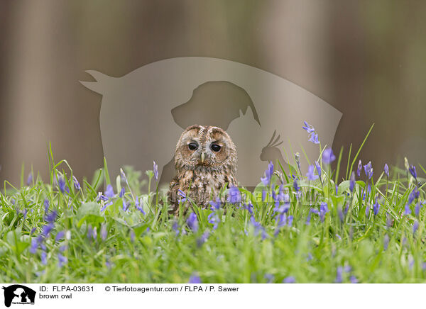 brown owl / FLPA-03631