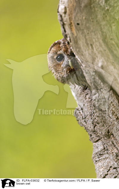 brown owl / FLPA-03632