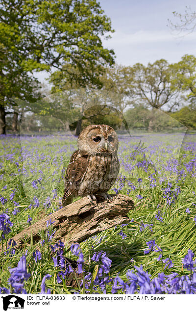 Waldkauz / brown owl / FLPA-03633
