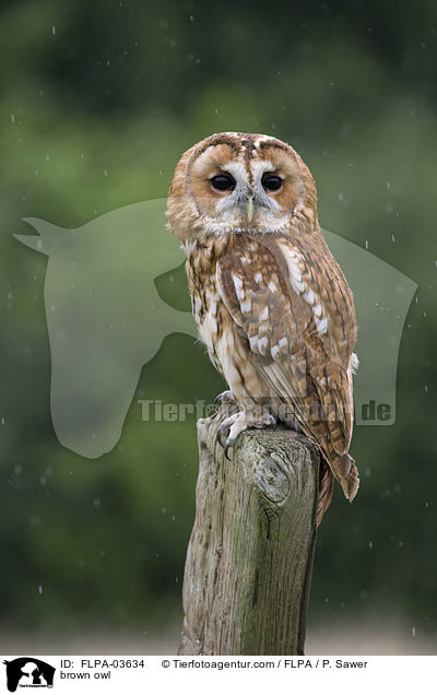 brown owl / FLPA-03634