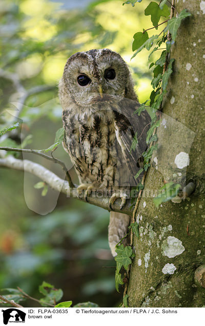 Waldkauz / brown owl / FLPA-03635