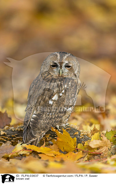 Waldkauz / brown owl / FLPA-03637