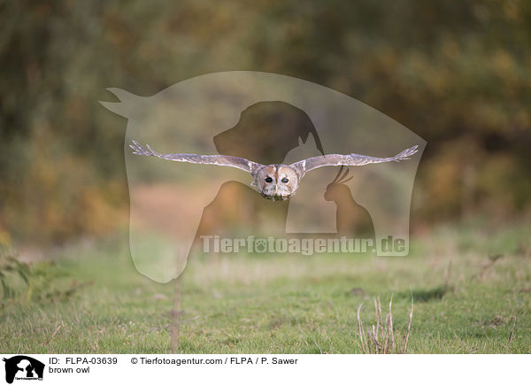 Waldkauz / brown owl / FLPA-03639